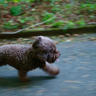 Hundvalp som springer på asfalt.